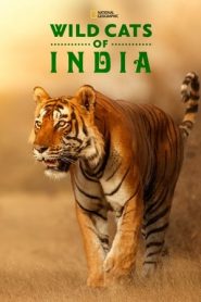 印度野生大猫